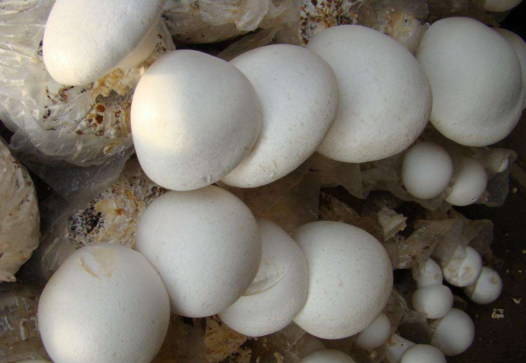 白靈菇種植技術